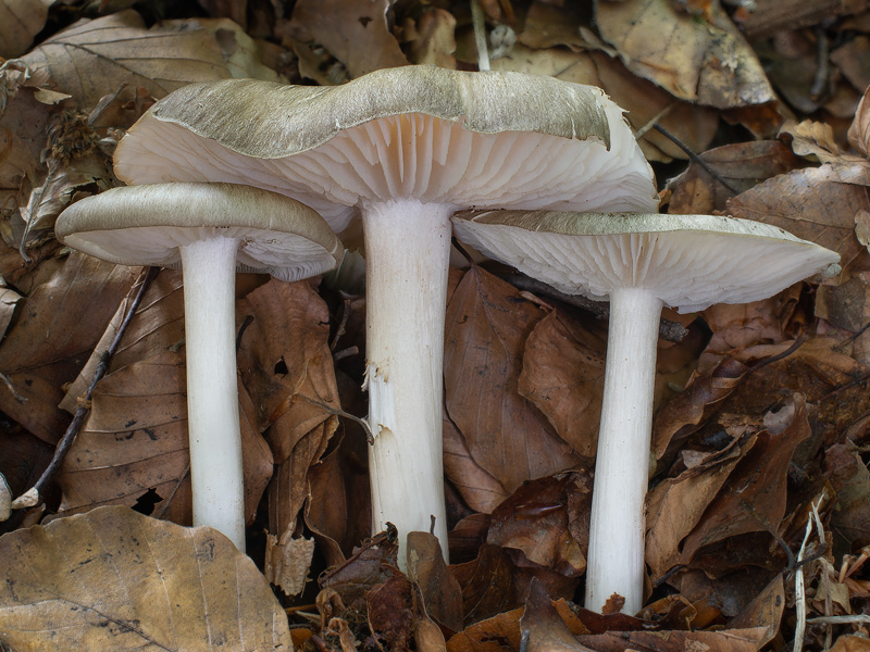 Megacollybia platyphylla